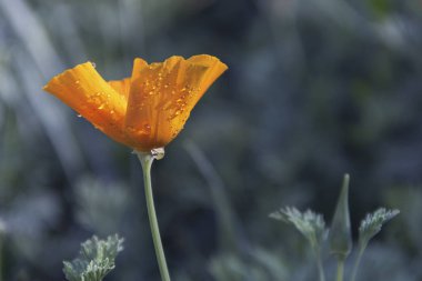 Bahçede yağmur damlaları ile sarı çiçek