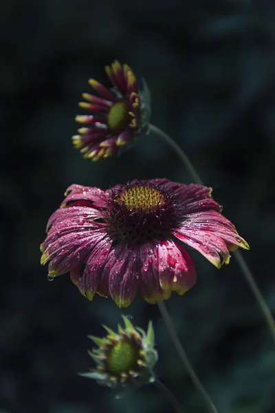 Yaz bahçesinden güzel çiçek tsiniya