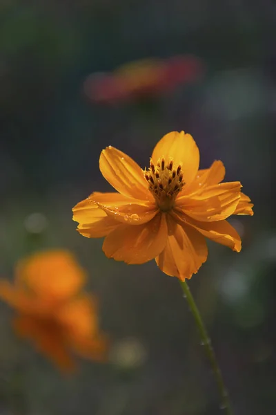 Schöne Blume Tsiniya aus dem Sommergarten — Stockfoto