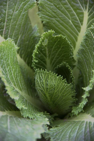 Beautiful green leaves of Beijing cabbage, background — Stock Image Beautiful green leaves of Beijing cabbage, background Stock Image