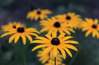 Güzel portakal çiçekleri güneşli bir hava yaratır.