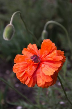Gelincik çiçekleri ve tomurcukları baharda açar.