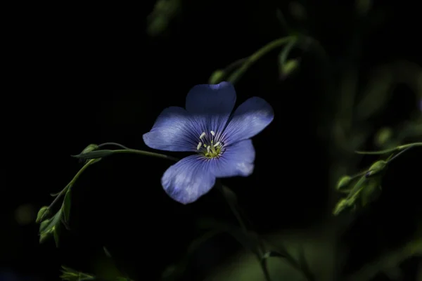 Fleurs de lin gros plan sur un fond sombre — Photo