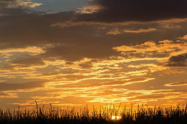 Oranje Hemel Wolken Bij Zonsondergang Achtergrond Maïs — Stockfoto