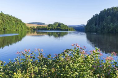 Önplanda çiçek açan sakin bir göl ve suyun üzerinde yansıyan orman. Bavyera
