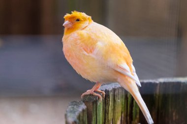 Parlak sarı bir kanarya ahşap bir levrekte oturur.