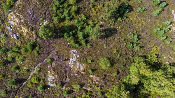 İskoçya 'nın İskoçya Dağları' ndaki Cairngorms Ulusal Parkı 'ndaki fundaların ve ağaçların ortasındaki İHA pilotunun hava görüntüsü.