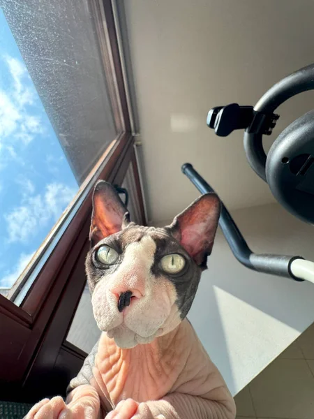 Kanadalı bir Sphynx kedinin geniş açılı fotoğrafı parlak bir pencerenin yanındaki mindere oturmuş. Arka planda, kedinin benzersiz görünümünü ve zarif duruşunu geliştiren açık mavi bir gökyüzü var..