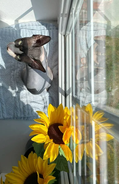 Kanadalı Sphynx kedisi güneş ışığında pencere eşiğinde dinleniyor. Yanında da vazo dolusu ayçiçeği var. Sıcak ışık ve neşeli duruş bu nadir kılsız türün cazibesini vurgular..