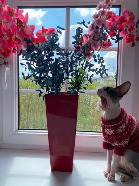 Kırmızı örgü süveter giymiş Kanadalı bir Sphynx kedisi kırmızı bir vazoda canlı bir çiçek aranjmanının yanındaki pencere eşiğinde oturur. Camdan güneş ışığı akar..