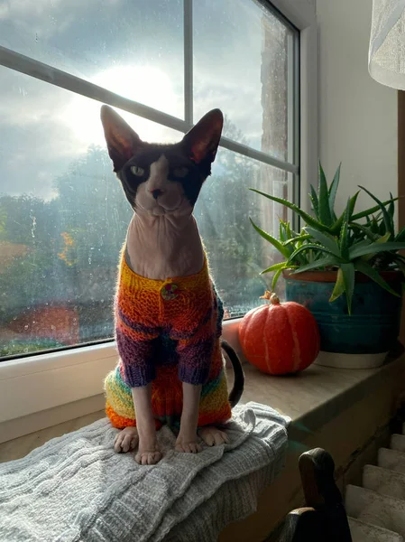 Gökkuşağı süveter giyen Kanadalı bir Sphynx kedisi bir balkabağı ile bir battaniye kaplı pencere pervazında oturur. Samimi sonbahar sahnesi Cadılar Bayramı sezonunu içeride ön plana çıkarıyor..