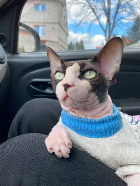 Kanadalı bir Sphynx kedinin yakın plan portresi. Mavi yakalı krem bir süveter giyiyor. Bir araba koltuğunda oturuyor..