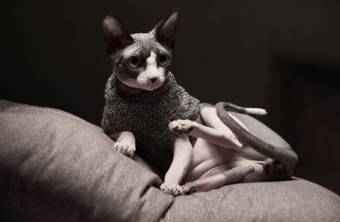 Kanadalı bir Sphynx kedisi örülmüş bir kazak giyerken kanepede zarif bir şekilde dinlenir. Rahat duruşu dramatik gölgelerle çelişiyor, rahat ama şık bir iç mekan portresi oluşturuyor..