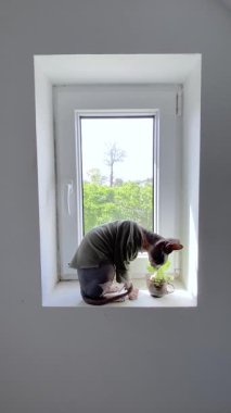 Kanadalı bir Sphynx kedisi, yeşil bir saksının yanındaki pencere eşiğinde merakla aşağı bakar. Kapalı mekan, doğal ışık, ev konforu ve kedilerin eşsiz zarafetini birleştirir..