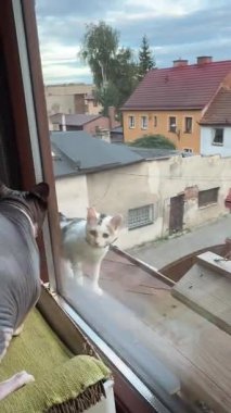 Kanadalı bir sfenks kedisi öfkeyle pencereden bağırırken beyaz bir kedi sakince izliyor. Sahne, çelişkili kedi ruh halleri ve davranışları gösteriyor..