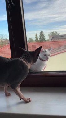 Gri buruşuk derili Kanadalı bir sfenks kedisi pencere pervazında oturup dışarıyı izlerken görülüyor. Kedi tetikte ve meraklıdır, gün ışığında vurgulanır..