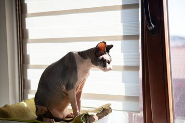 Evcil bir sfenks kedisi perdelerin arasından gün ışığının aktığı pencere eşiğinde dinlenir. Kılsız cins, sakin bir iç mekanda merakla aşağıya bakıyor..