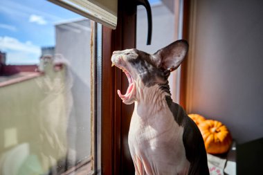 Kılsız Sphynx kedisi pencere eşiğinde balkabaklarıyla oturup gün ışığında esniyor. Sıcak sonbahar şenliği Cadılar Bayramı atmosferi kapalı.