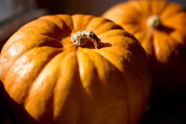 Close up of orange pumpkin illuminated by sunlight indoors. Seasonal autumn harvest still life fits cozy Halloween decoration theme.