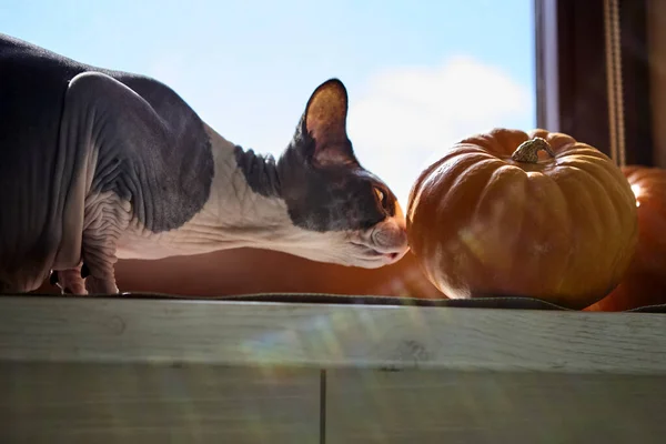Hairless Canadian Sphynx cat lying stretched near pumpkins on a windowsill. Daylight and seasonal decoration convey Halloween atmosphere and autumn style.