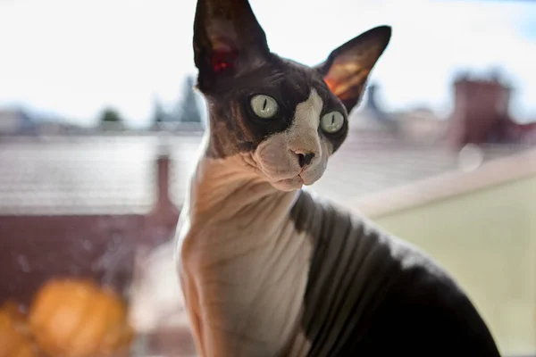 Hairless Canadian Sphynx cat sitting on window sill with pumpkins. Autumn daylight highlights skin folds and seasonal atmosphere with cozy Halloween concept indoors.
