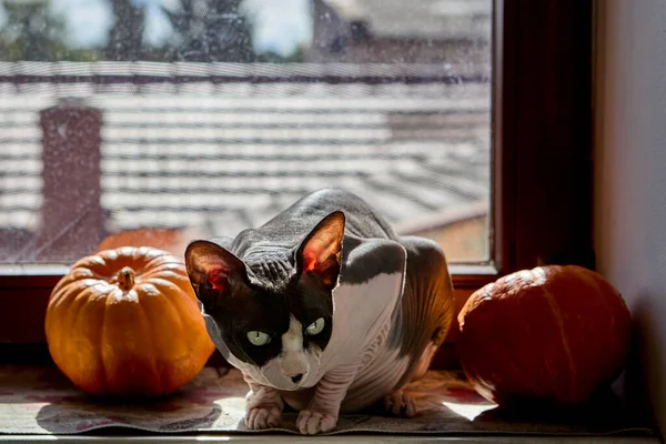 Canadian Sphynx cat lying on window sill beside pumpkins in bright sunlight. Seasonal atmosphere represents cozy autumn Halloween interior.