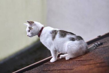 A white cat with a red collar sits on the edge of a roof. The outdoor autumn scene captures feline independence and curiosity with rustic architectural background.