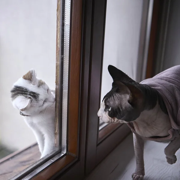A domestic white cat and a Canadian Sphynx face each other closely by a window. Their expressions show curiosity and gentle interaction. The scene captures natural pet behavior and indoor life.