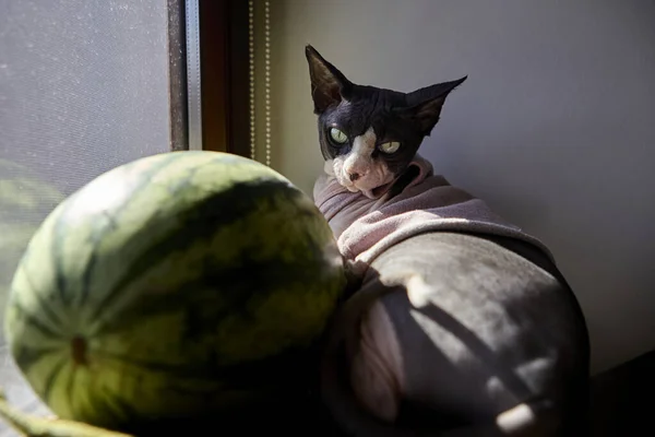 Pembe kazaklı Sphynx kedisi gün ışığında büyük karpuz meyvelerinin yanında pencere kenarına uzanıyor.