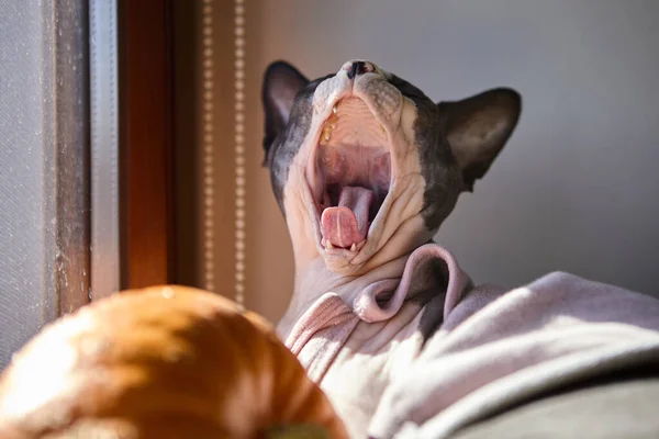 Kanadalı sfenks kedisi kapalı alanda neşeli bir anda yakalandı. Parlak pencerenin yanında kabağın yanında esnerken yakalandı.