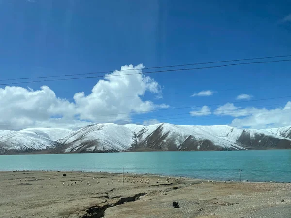 Koyunlar turkuaz bir göl kenarında huzur içinde otluyor, parlak mavi gökyüzünün altındaki görkemli karlı dağları yansıtıyor, huzurlu ve huzurlu bir dağ manzarası yaratıyor.