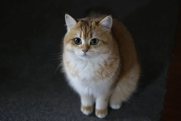 Beyaz göğsü ve pençeleri olan tüylü kızıl kedi koyu gri bir yüzeyde zarif bir şekilde oturuyor, büyüleyici ve büyüleyici bir sahne yaratıyor, cazibe ve sükunetle dolu.