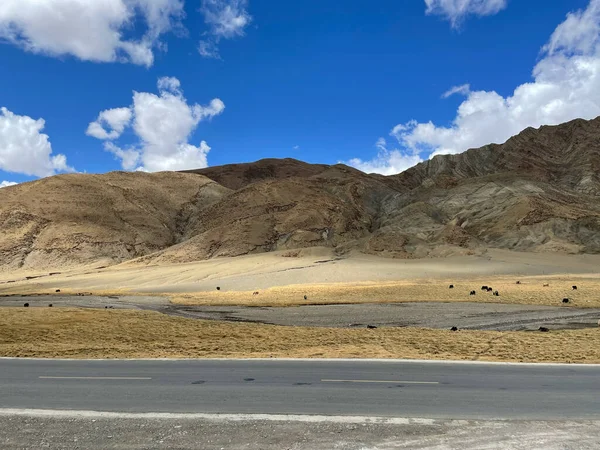 Tibet platosunun engin, kuru bir vadisinde huzur içinde otlayan öküzler, yüksek dağlar ve tüylü beyaz bulutlarla dolu canlı mavi bir gökyüzü ile çevrelenmiş.