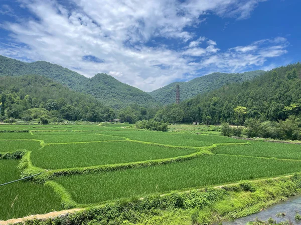 Canlı yeşil pirinç tarlalarının manzarası, düzgün bir şekilde bölünmüş, tüylü bulutlarla dolu mavi gökyüzünün altındaki ormanlık dağların arasına kurulmuş geleneksel bir pagoda 'ya götürüyor.