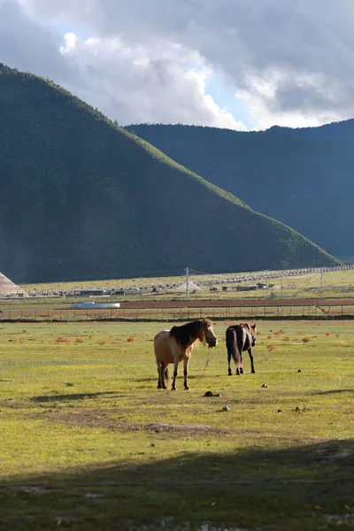 İki at canlı yeşil bir tarlada huzur içinde otluyor, görkemli bir zemin ve bulutlu bir gökyüzü ile sakin ve huzurlu bir kırsal alan oluşturuyor.