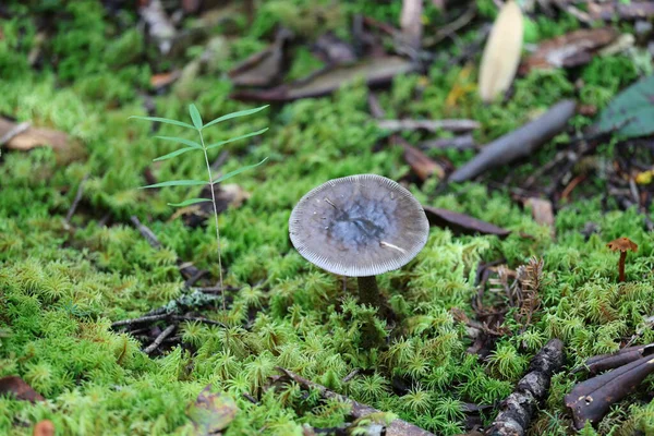 Gri mantar, orman zemininde canlı yeşil yosun ve yemyeşil çimenler arasında büyüyor. Etrafı narin bitkiler, kuru yapraklar ve dağınık dallarla çevrili. Zengin bir doğal manzara yaratıyor.