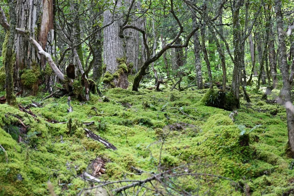 Canlı yeşil yosun örtüleri orman zeminini kaplıyor ve ilkel bir ormandaki ağaçların altında dokunulmamış büyüleyici bir doğa manzarası yaratıyor.