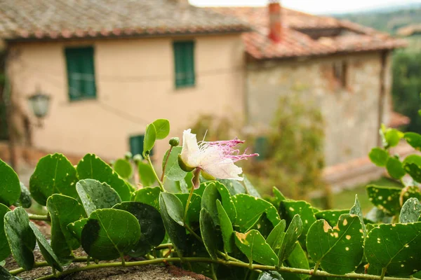 Kaperpflanze Und Blume Auf Dem Verschwommenen Hintergrund Eines Toskanischen Altbaus — Stockfoto