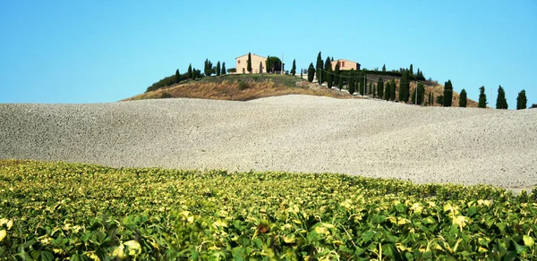 stock image At San Quirico d'Orcia - Italy - On 08/30/2012- Landscape of crete senesi on summer