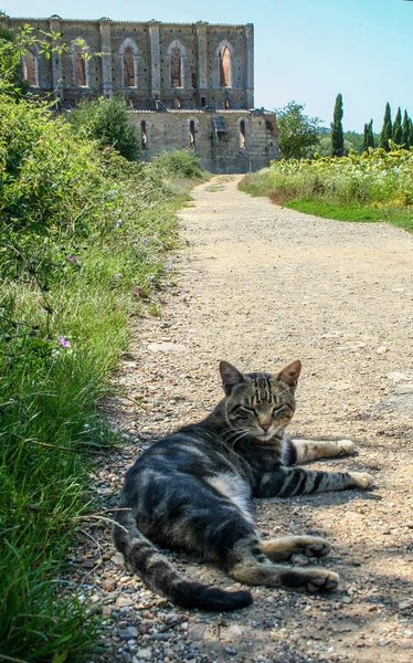 Gato Dormindo Caminho Para Abadia Medieval San Galgano Campo Toscana — Fotografia de Stock