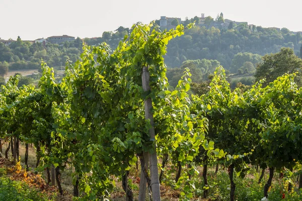 Vinhas Val Orcia Siena Italia — Fotografia de Stock