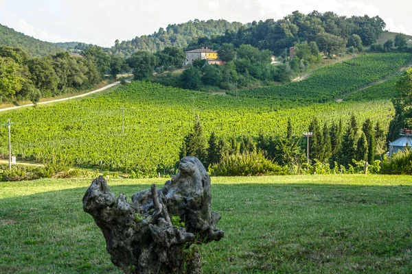 ヴァル ドルチャ シエナ イタリアのトスカーナのブドウ畑 — ストック写真