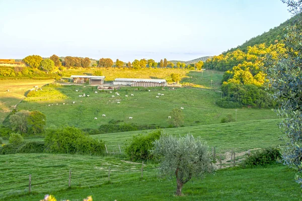 Landschaft Der Toskanischen Landschaft Val Chiana Siena — Stockfoto