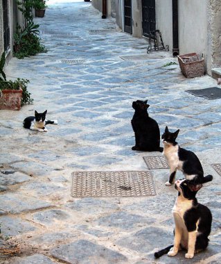 Syracusa, Sicilya Ortigia tarihsel çeyreğinde bir sokakta oturan kedi