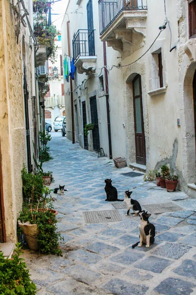 Syracusa, Sicilya Ortigia tarihsel çeyreğinde bir sokakta oturan kedi