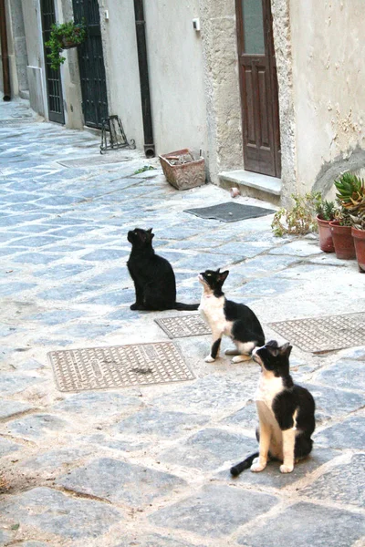 Kot Siedzi Uliczce Zabytkowej Dzielnicy Ortigia Syracusa Sycylia — Zdjęcie stockowe