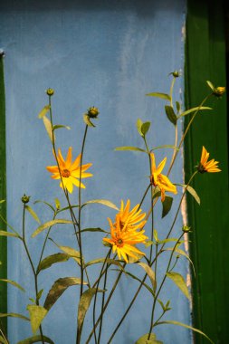 golden lane, Prague, Çek Cumhuriyeti tipik bir evde mavi cephesinde sarı çiçek