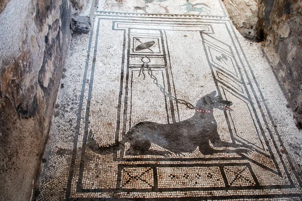 Pompei 2017 Mosaico Raffigurante Cane Nell Antica Città Romana Pompei — Foto Stock