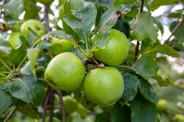 bir ağaç dalı asılı yeşil lezzetli elma 