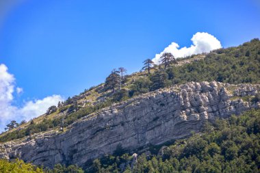 Serra di Crispo, manzara pinus Leucodermis ağaçlarda Pollino Milli Parkı geniş doğal rezerv Basilicata ve Calabria, İtalyan bölgeleri ile
